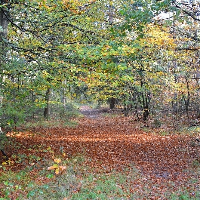 Restaurant in bosrijke omgeving